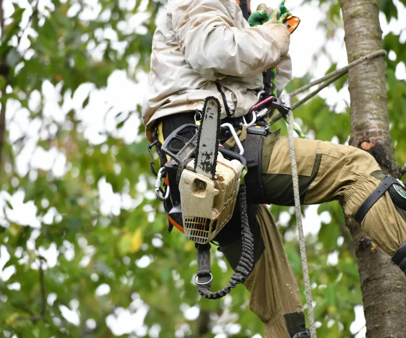 Podas y podas de altura